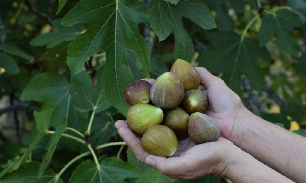 Hands holding fresh figs picked from trees. 