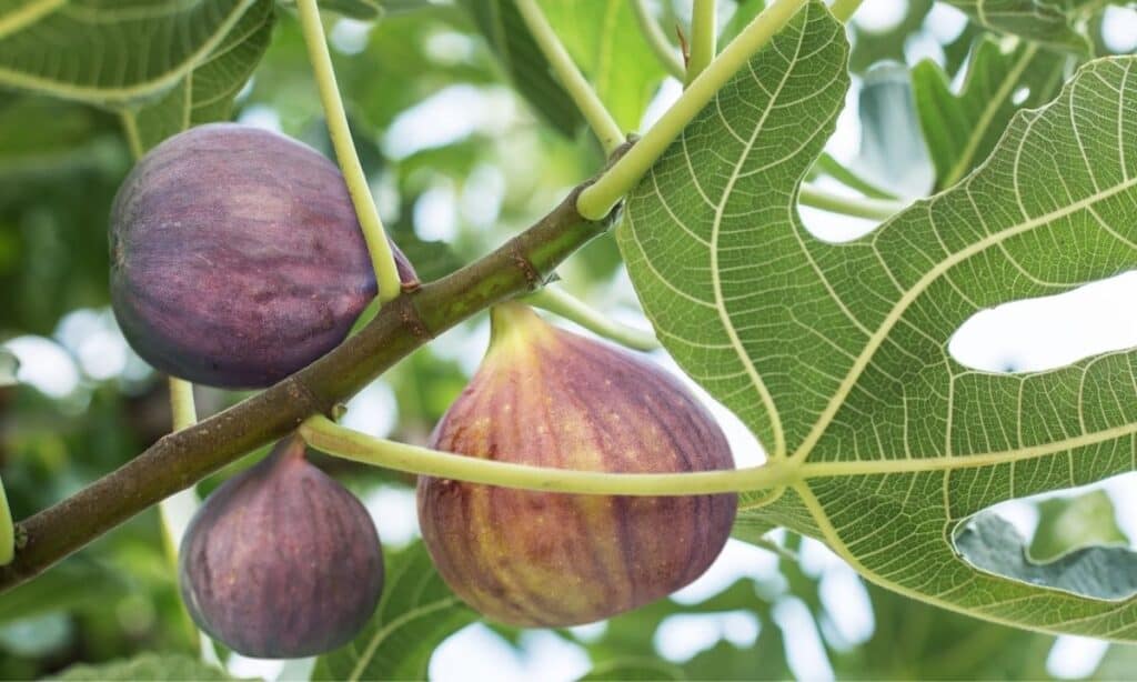 Fresh figs on fig tree.