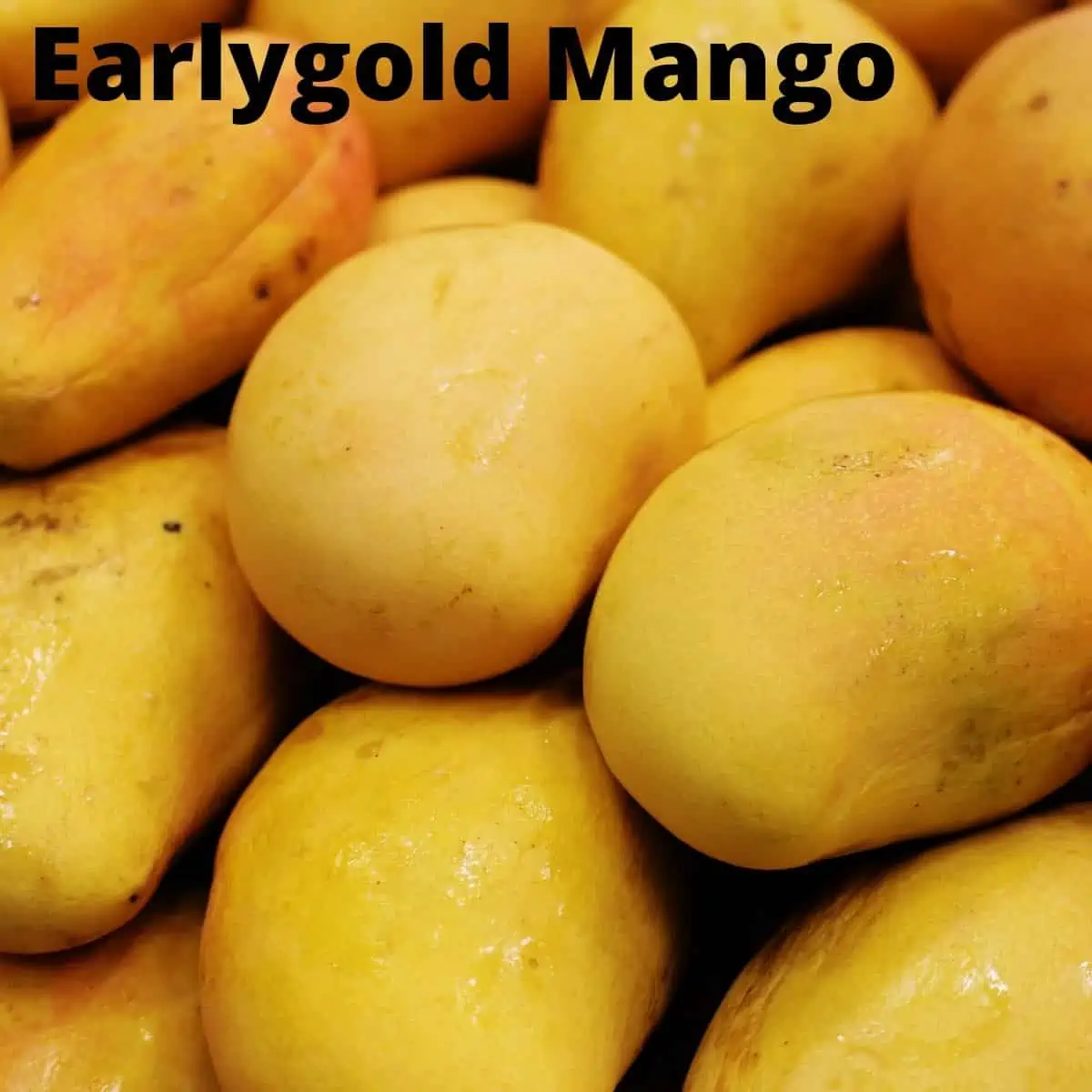 Earlygold mangos in pile. 