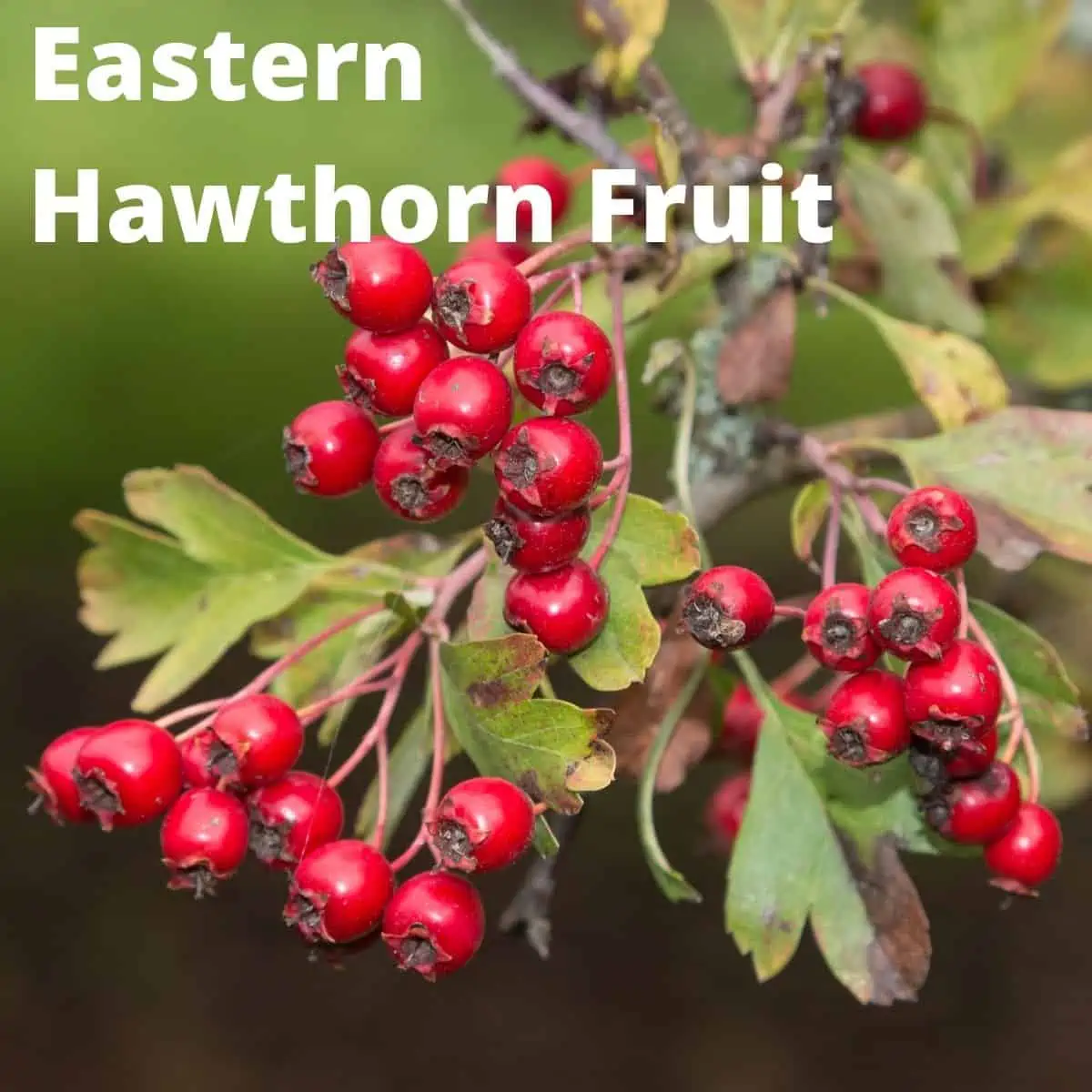 Close up of hawthorn fruit on branches. 