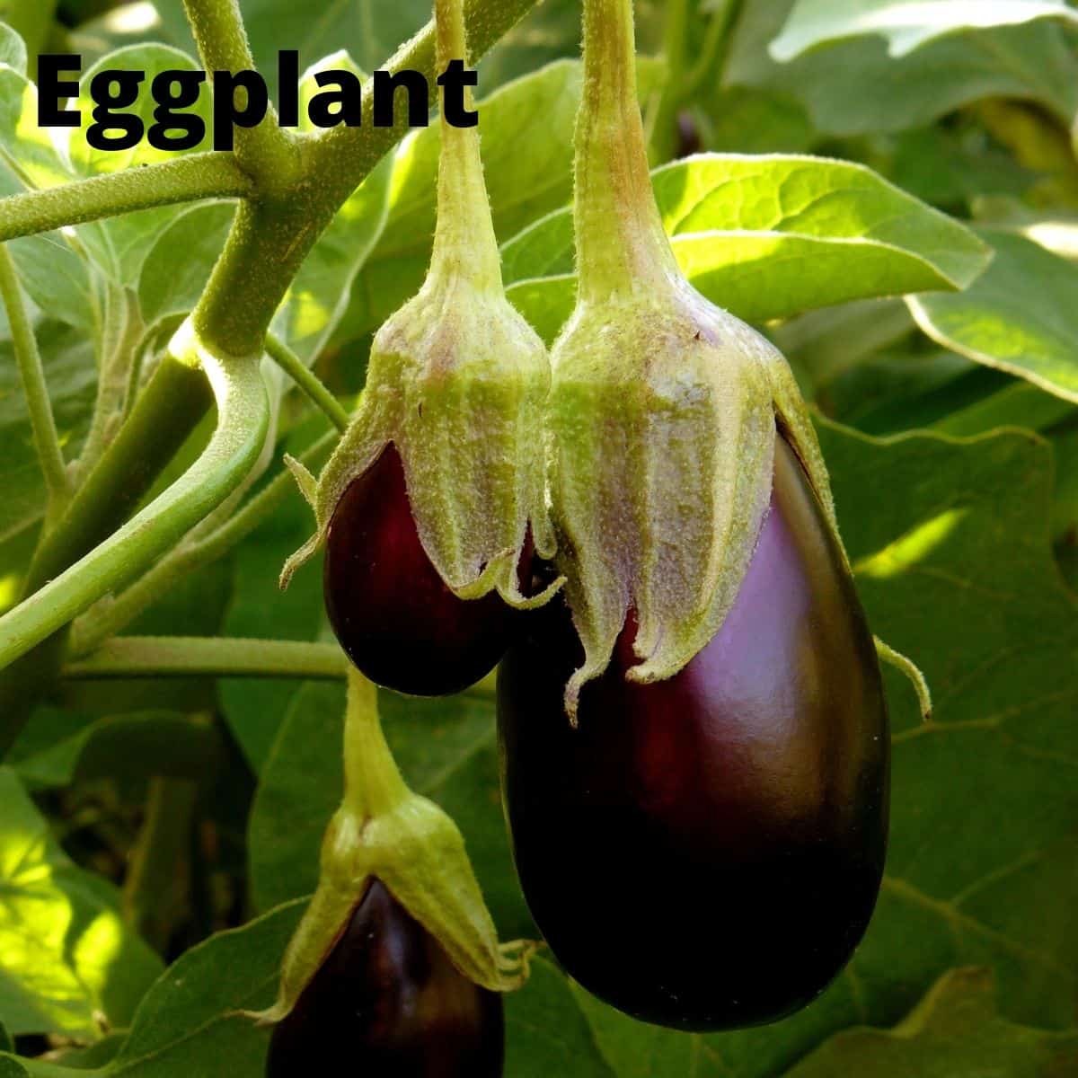 Eggplants growing on vine. 