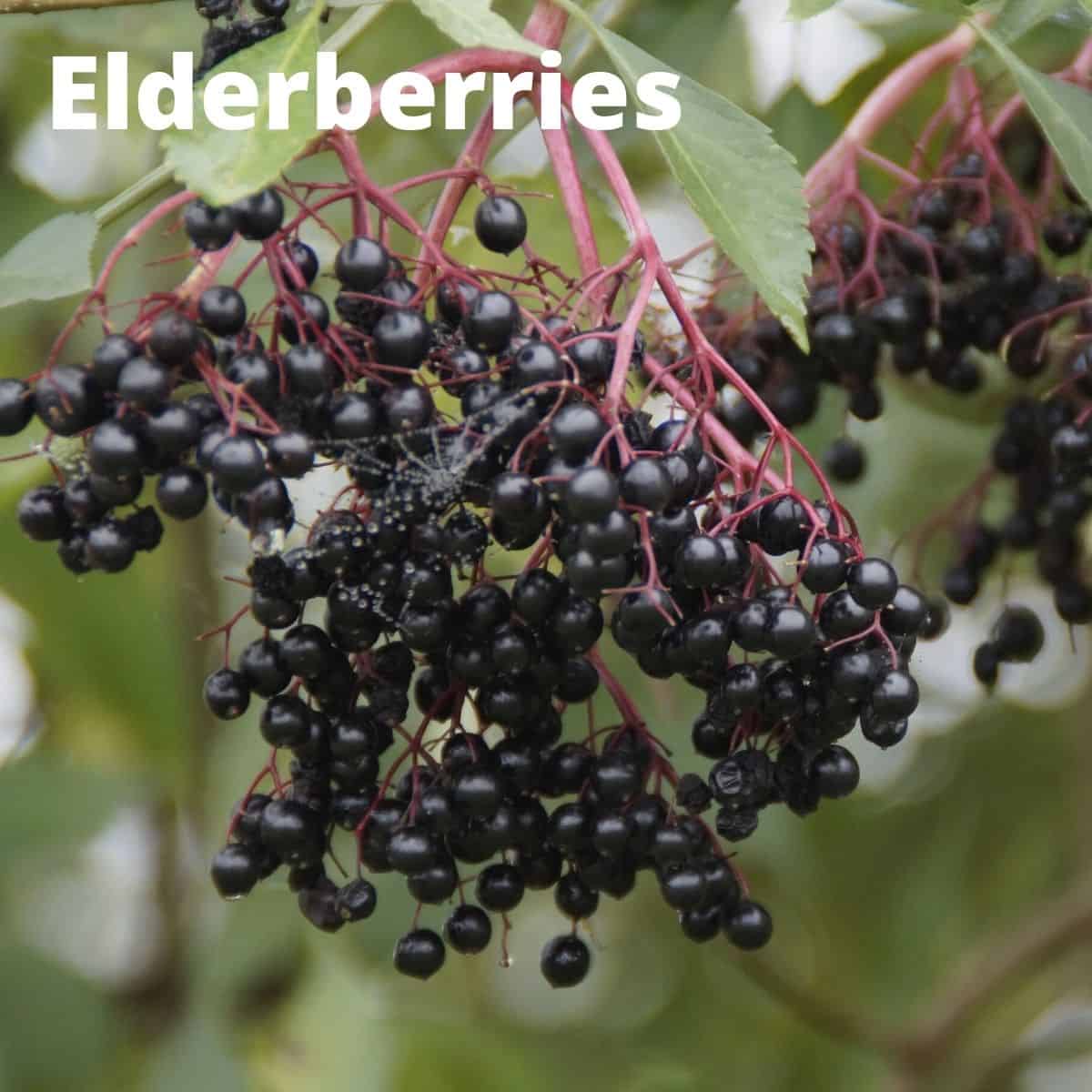 Close up of elderberry bush. 