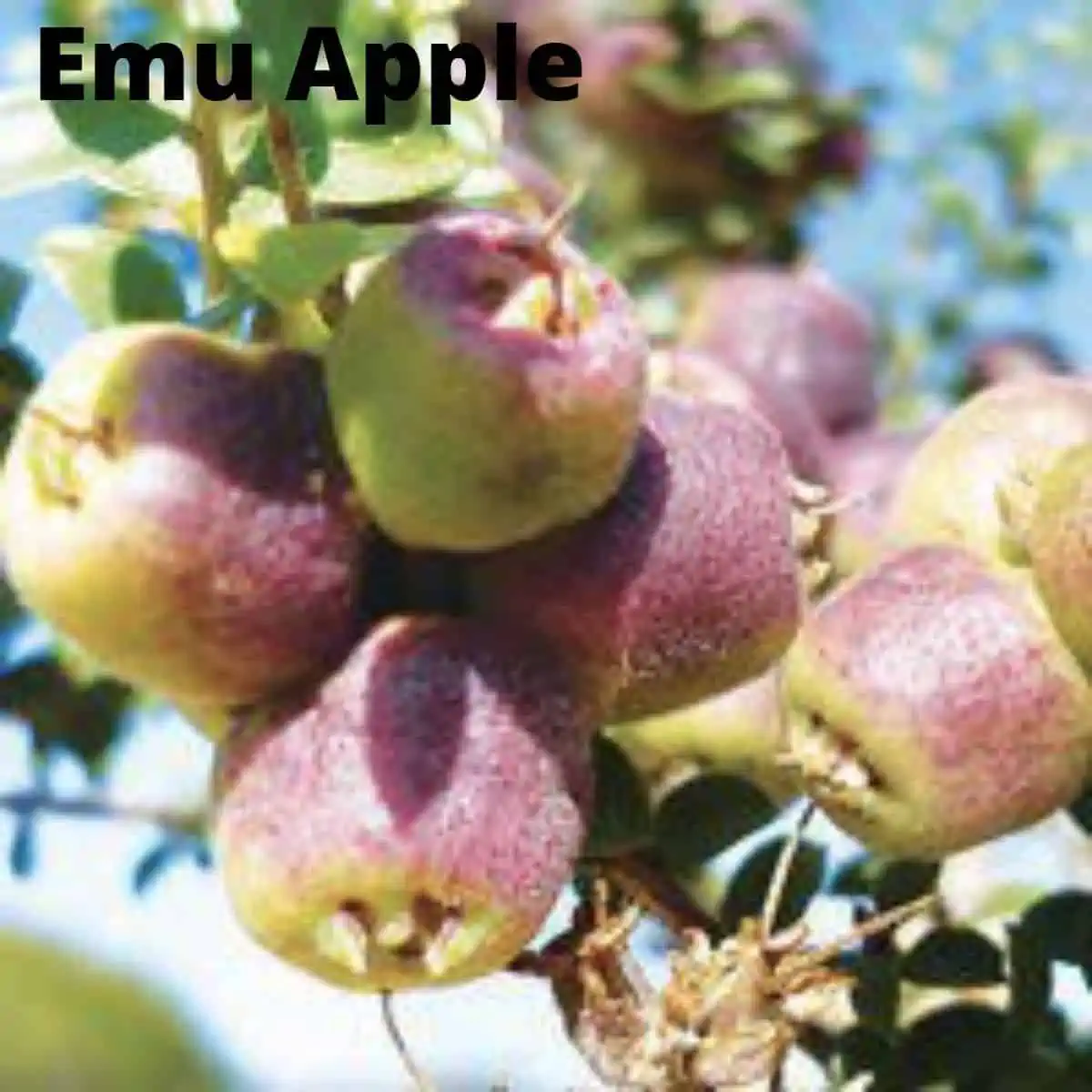 Close up of emu apples.