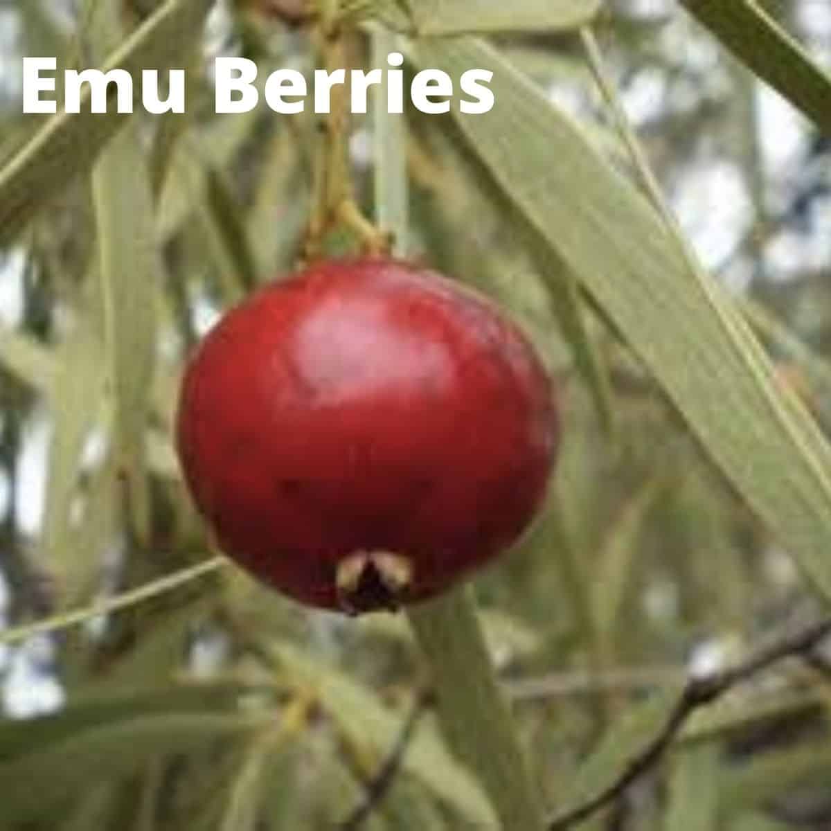 Close up of emu berry.