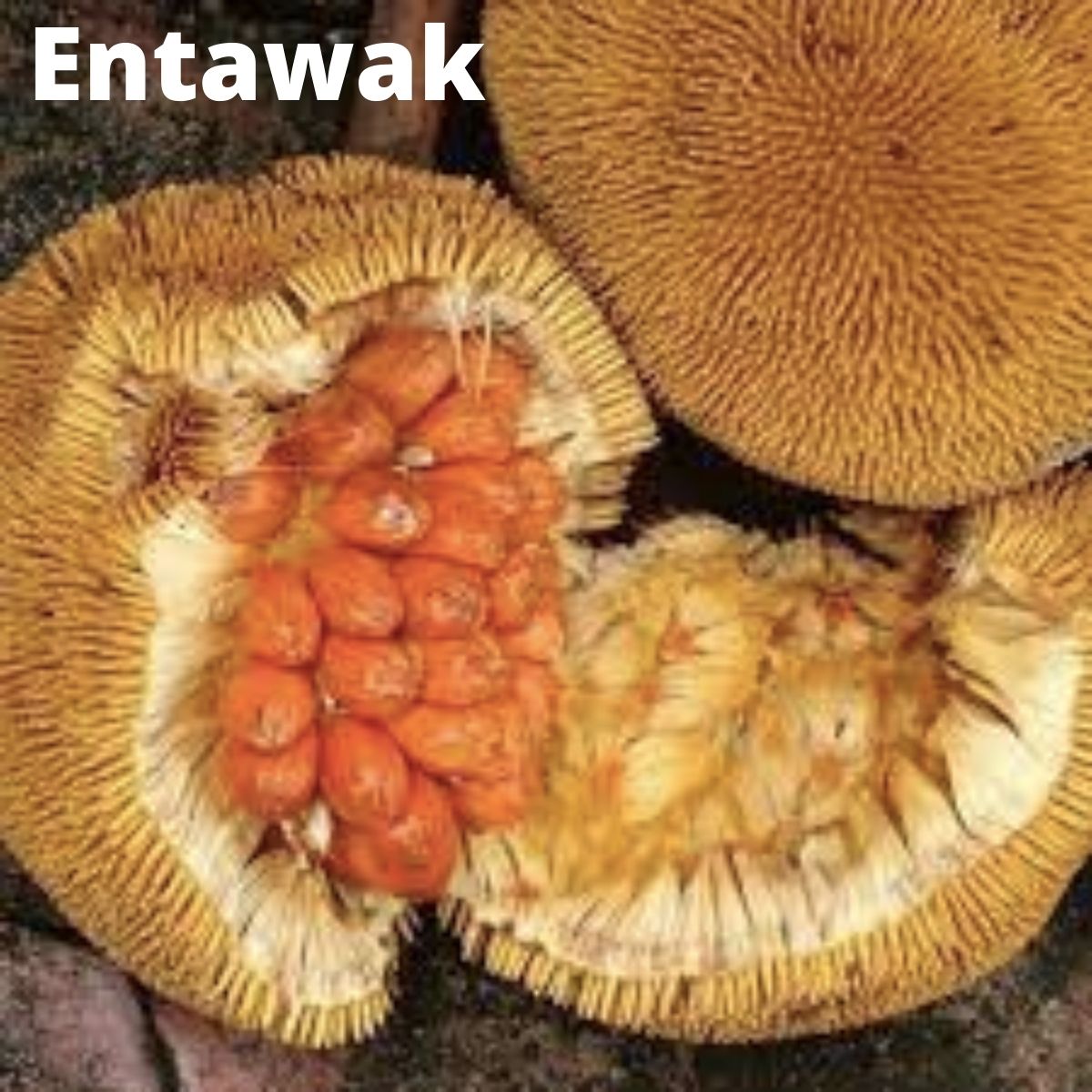 Cut open entawak fruit. 