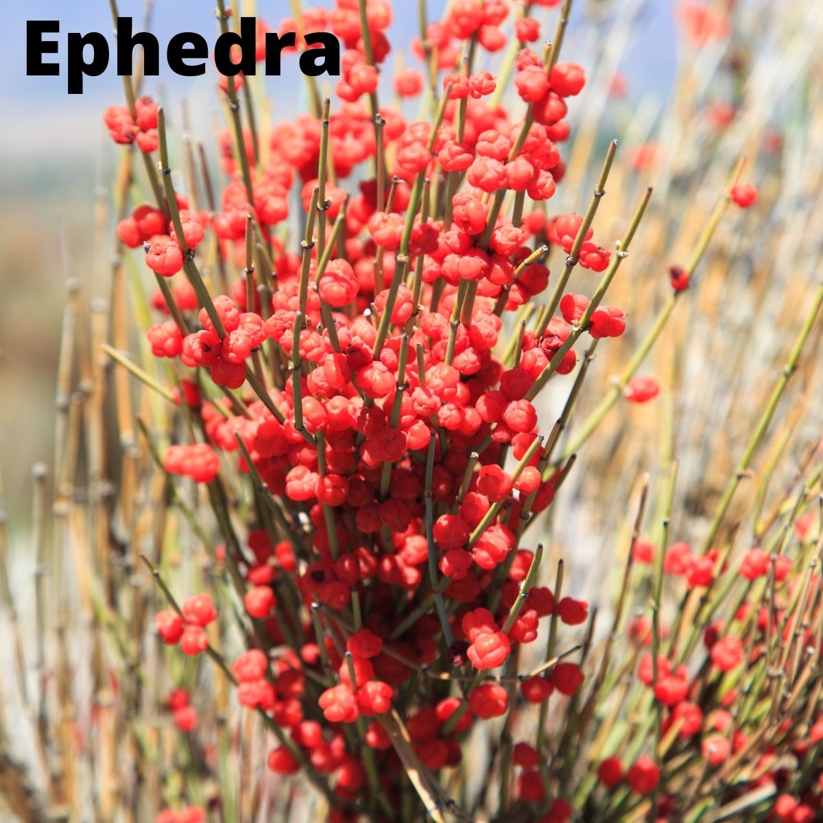 Ephedra bush (fruits that start with an E).