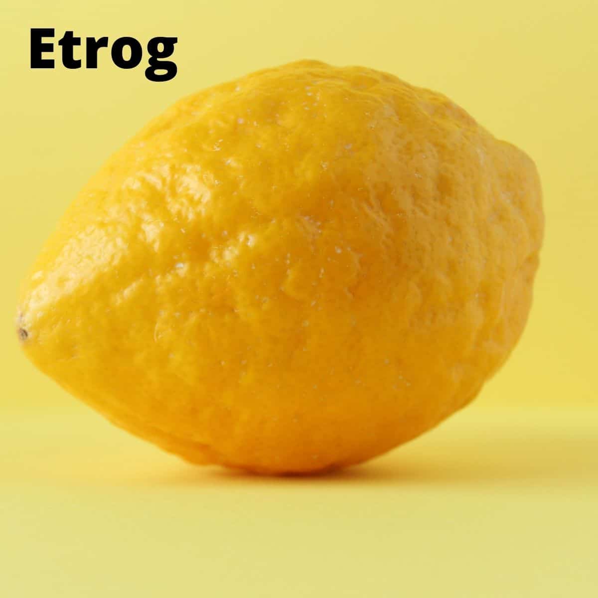 Close up of etrog. 