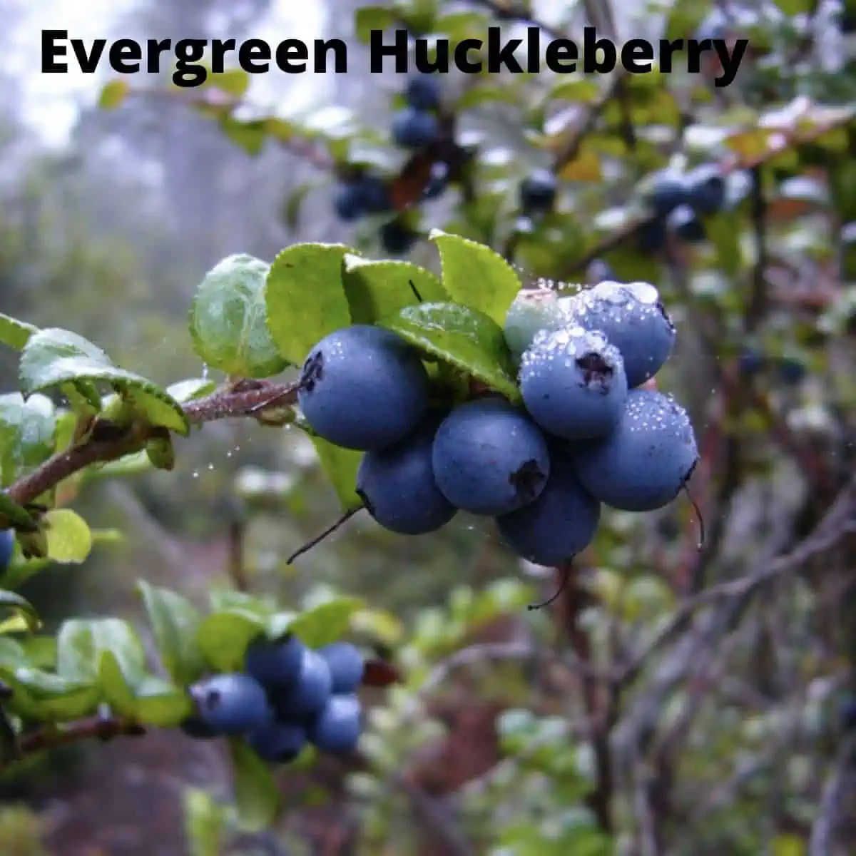 Close up of huckleberries. 