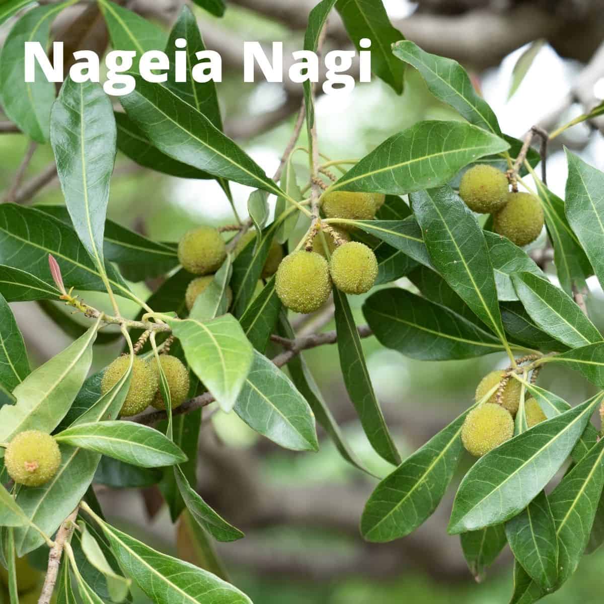 Nageia nagi fruit on branches. 
