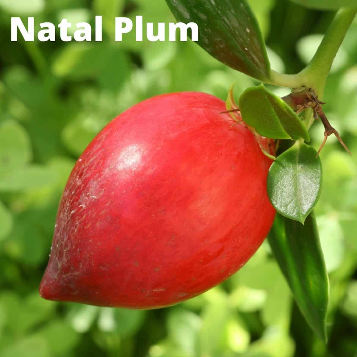 Natal plum on tree branch. 