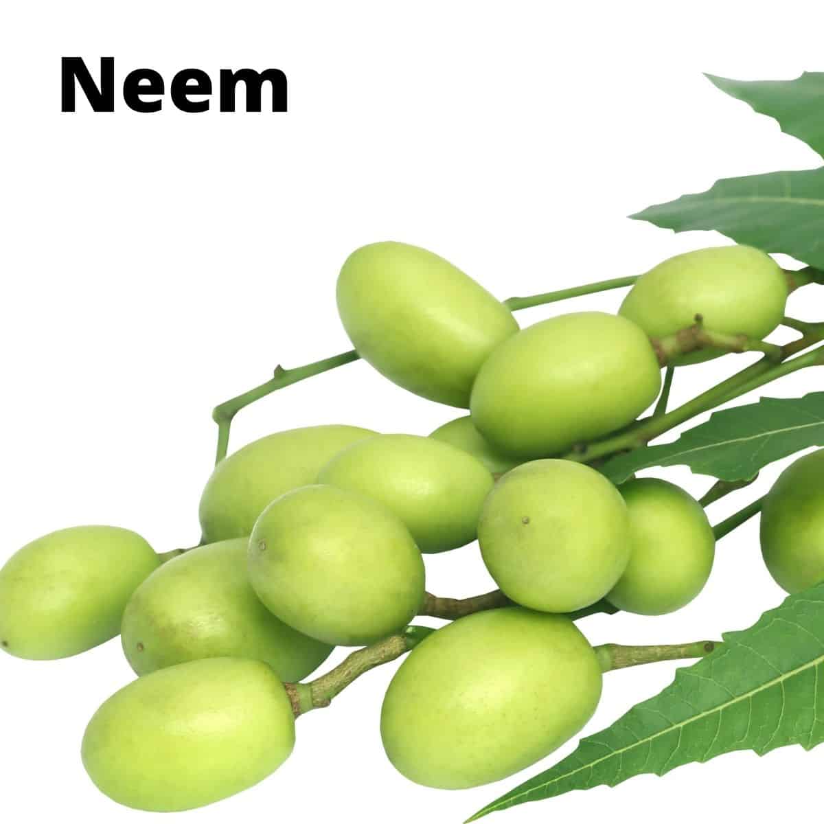 Fruits that start with N. Neem berries. 