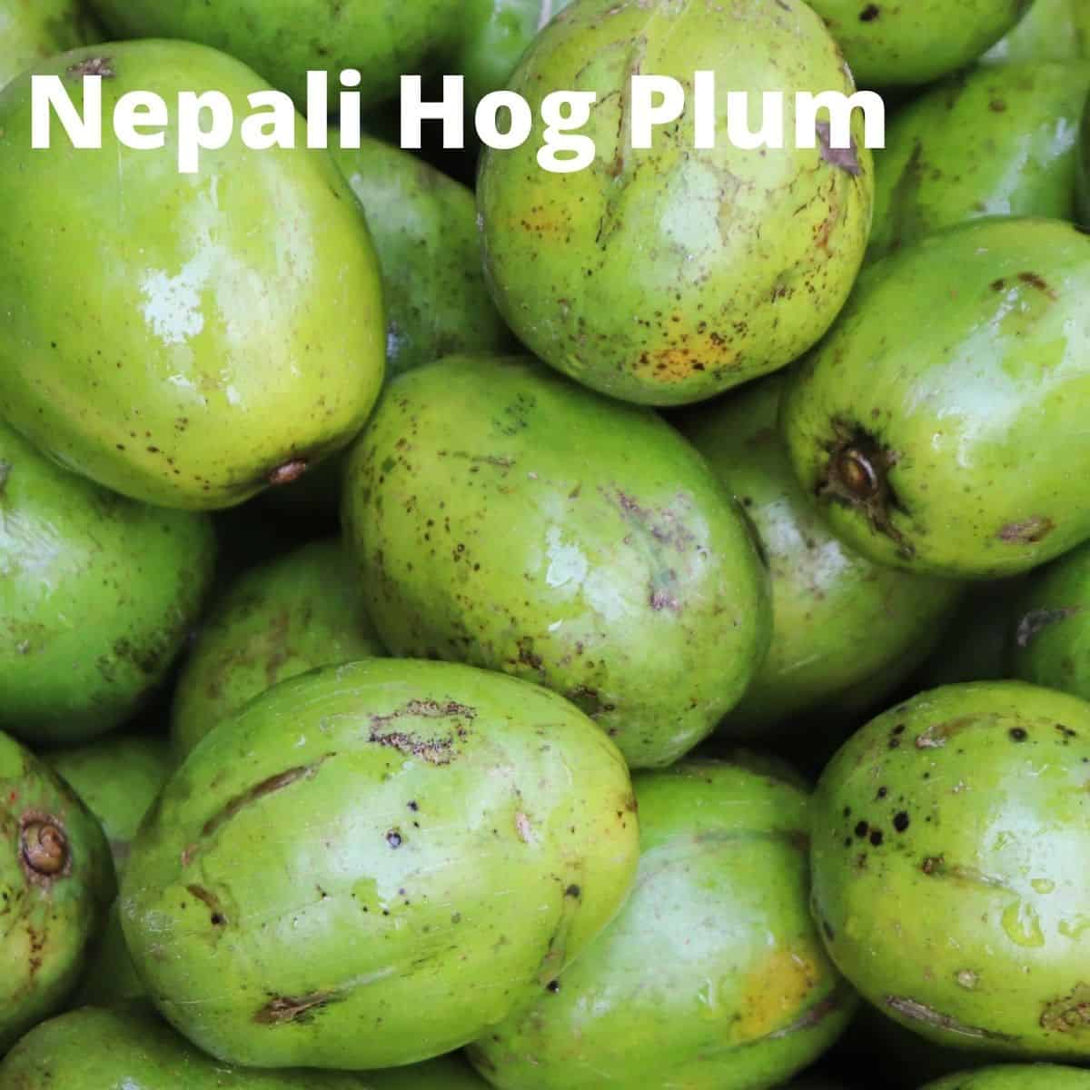 Nepali hog plum in collection. 