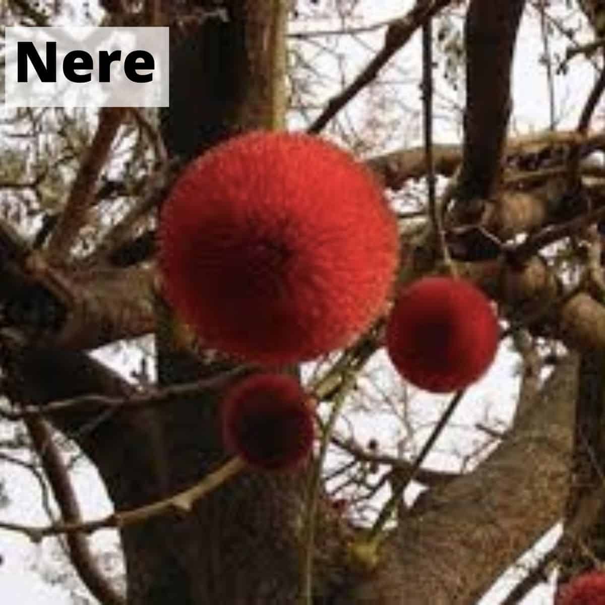 Nere pods hanging off of trees.