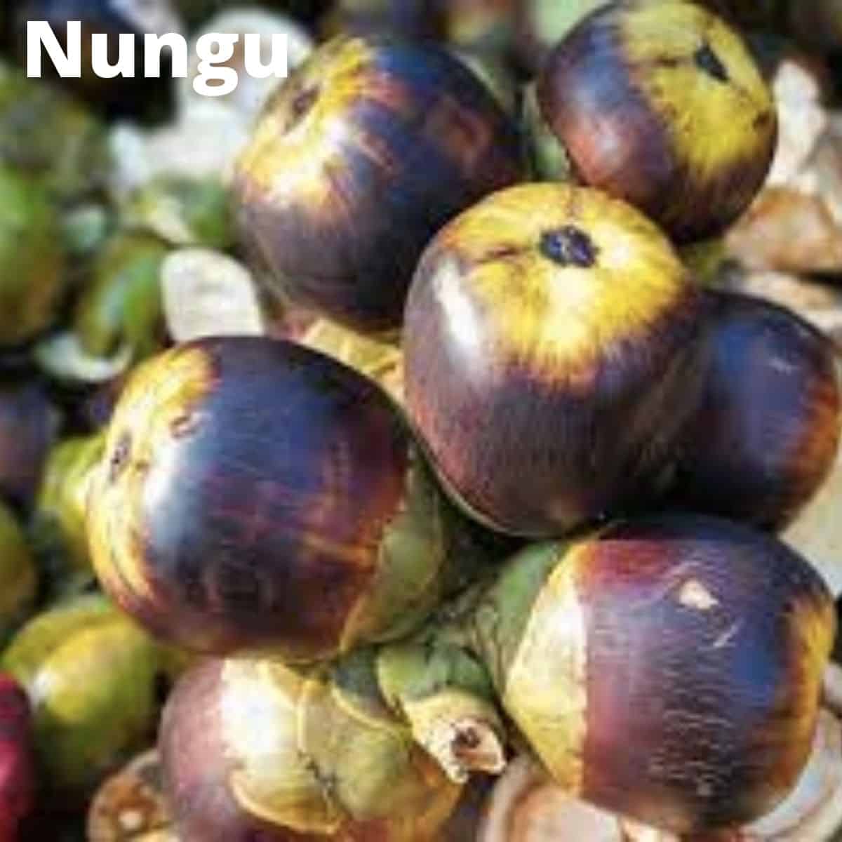 Nungu Fruit.