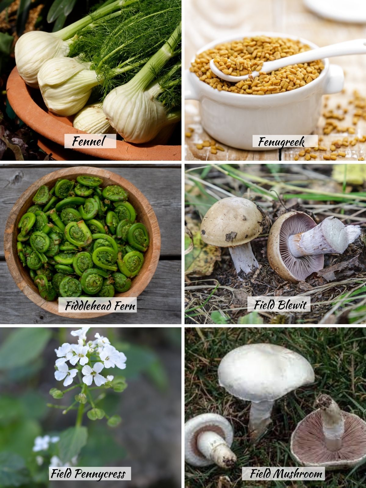 Assorted vegetables that start with the letter F, fennel, fenugreek, fern, filed mushrooms, field cress, field mushroom field blewit.