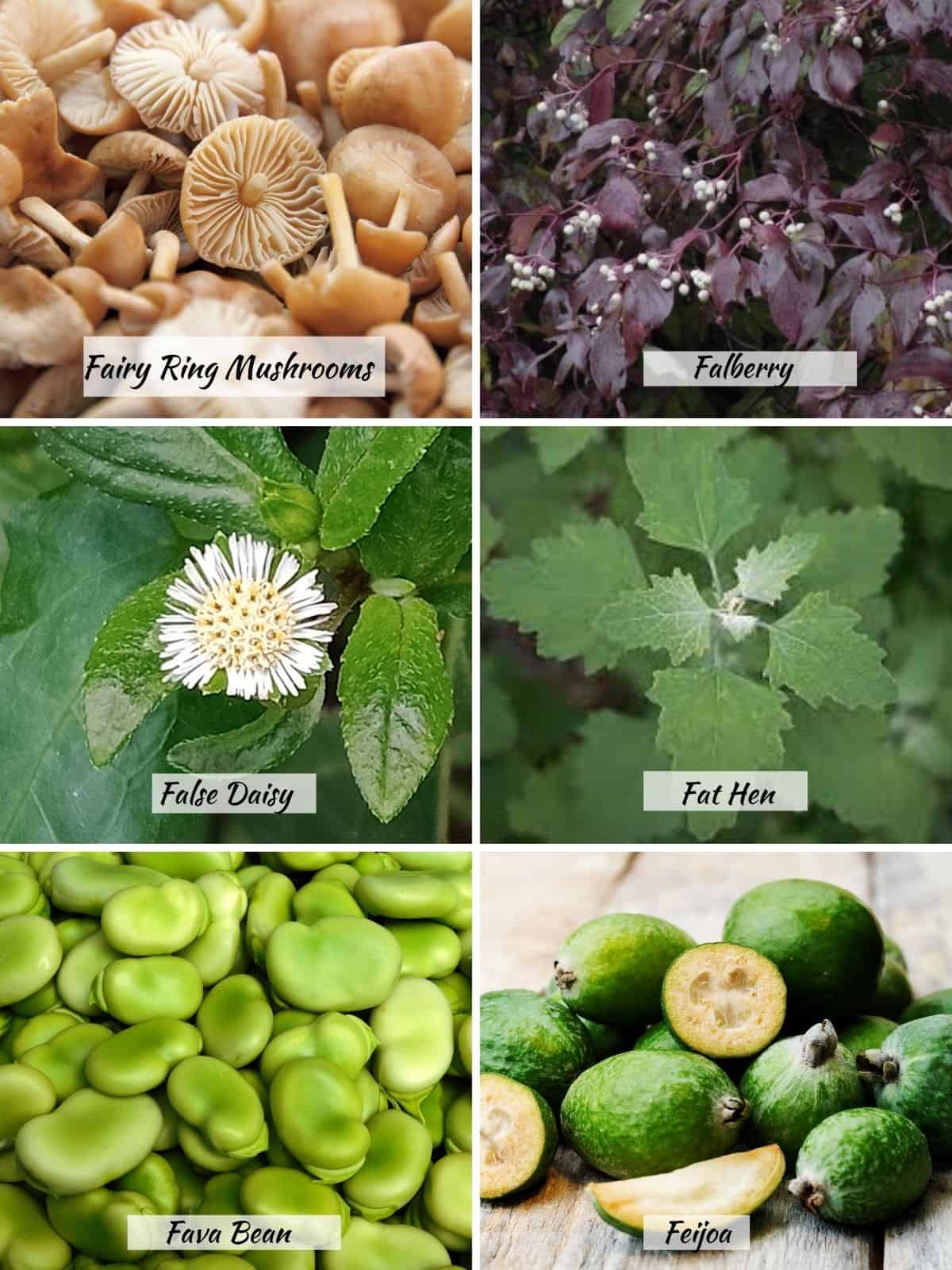 Fairy ring mushrooms, falberry, false daisy, fat hen, fava bean, feijoa. 