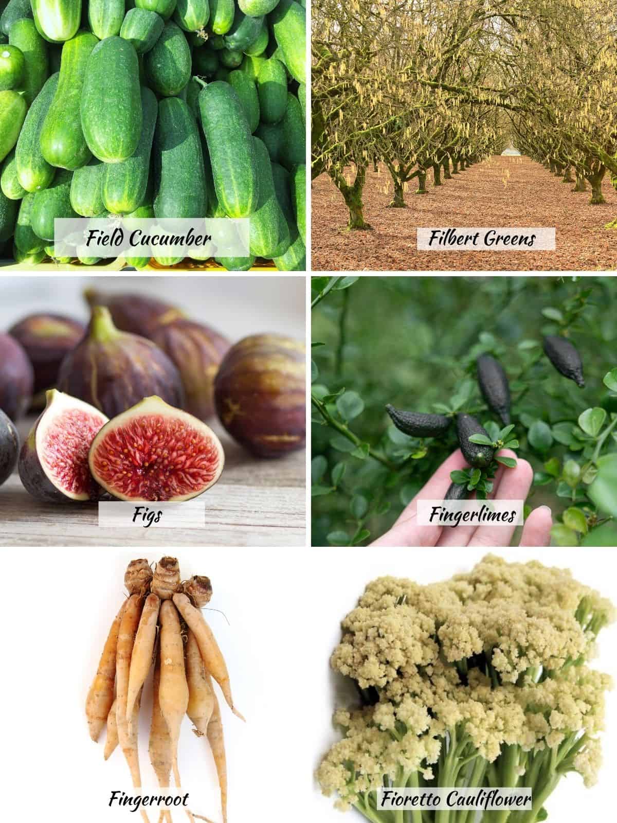 field cucumber, filber greens, fig, fingerlimes, fingerroot, fioretto cauliflower