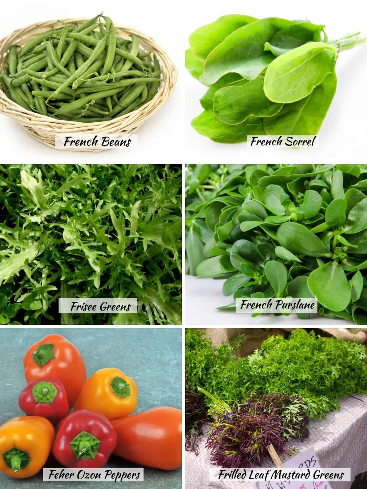 French beans, french sorrel, frisee greens, french purslane, feher ozon peppers, frilled leaf mustard greens. 
