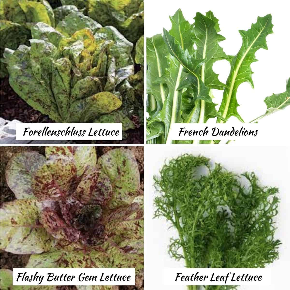 Vegetables that start with F-forellenschluss lettuce, french dandelions, flashy butter gem lettuce, feather leaf lettuce. 