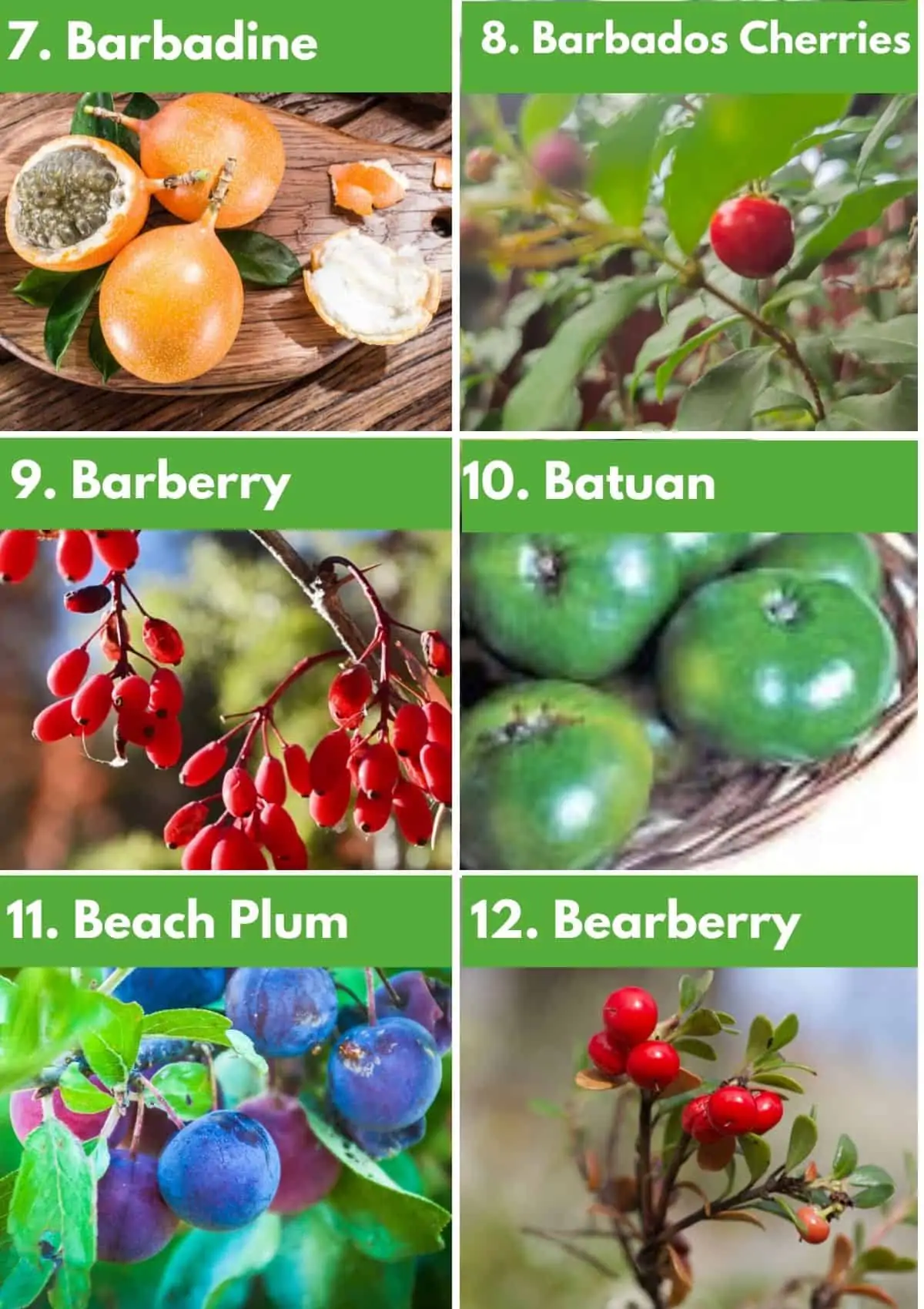 Collage of fruits that start with B: barbadine, barbados cherries, barberry, batuan, beach plum, bearberry.
