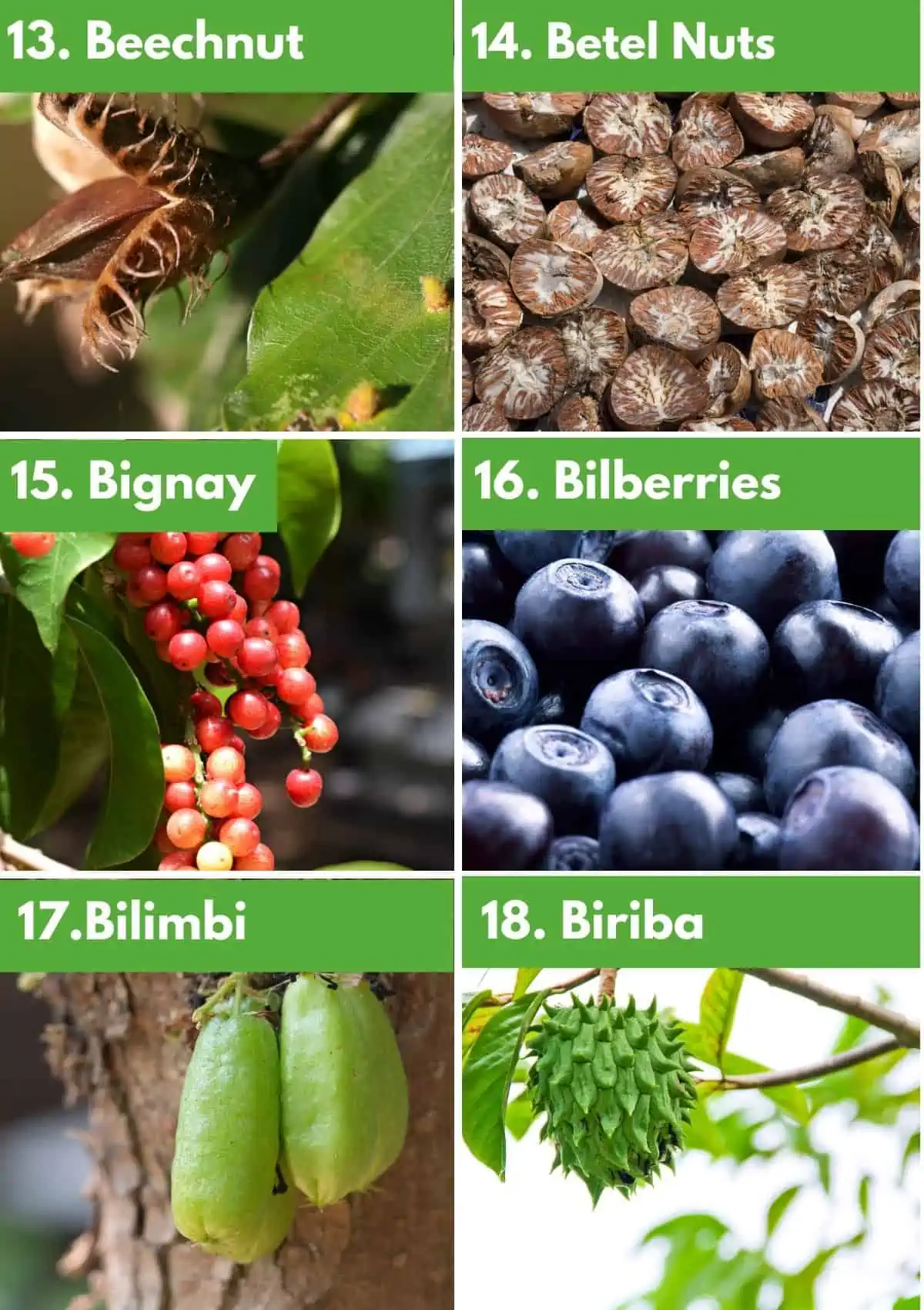 Collage of fruits that start with B: beechnut, betel nuts, bignay, bilberries, bilibmi, biriba.