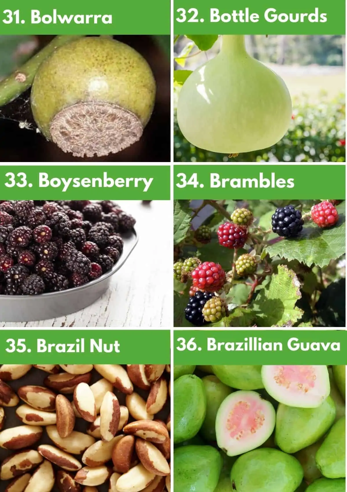 Fruits that Start with B Collage: bolwarra, bottle gourds, boysenberry, brambles, brazil nut, brazillian guava. 