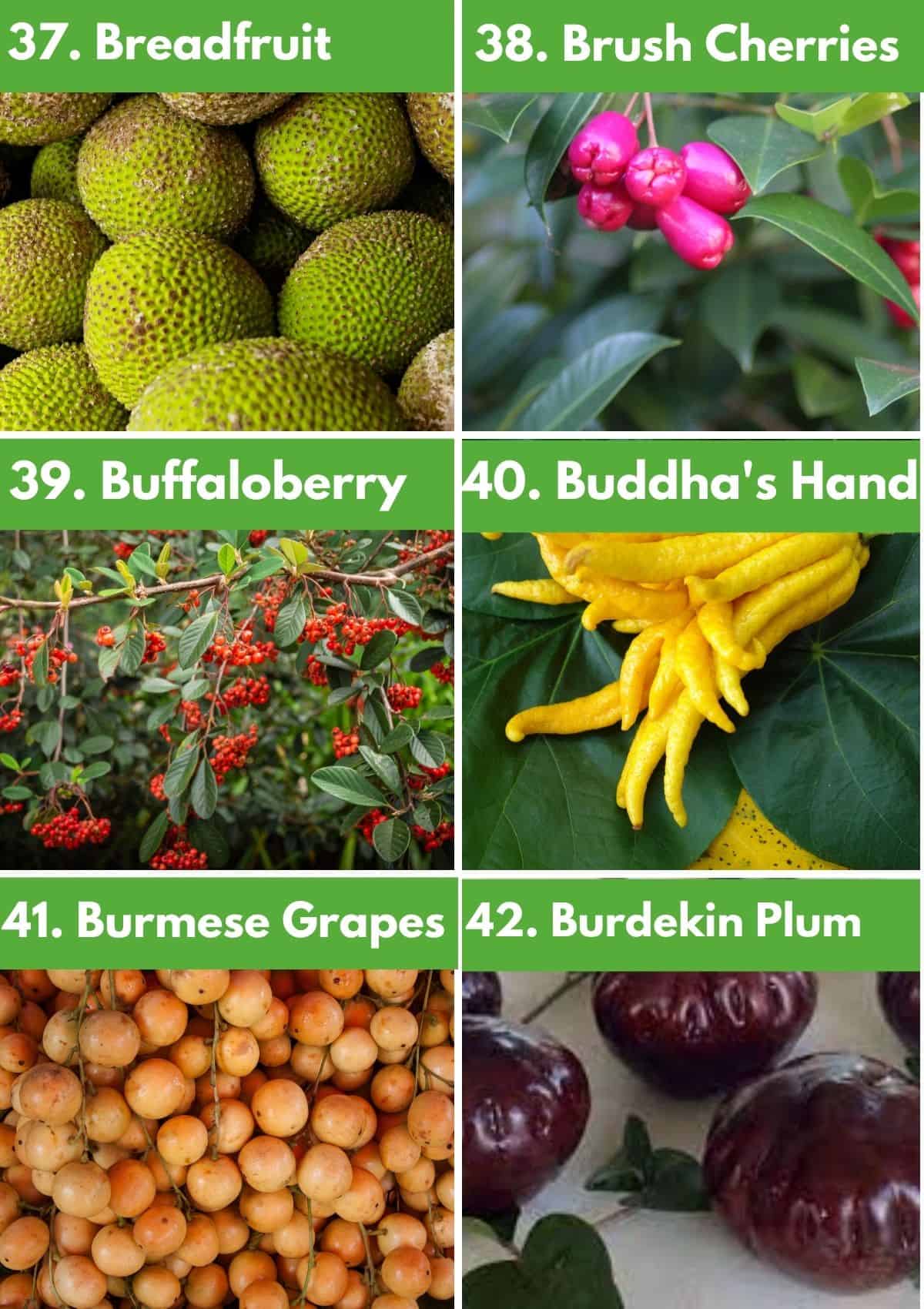Fruits that Start With B: breadfruit, brush cherries, buffaloberry, buddha's hand, burmese grapes, burdekin plum. 