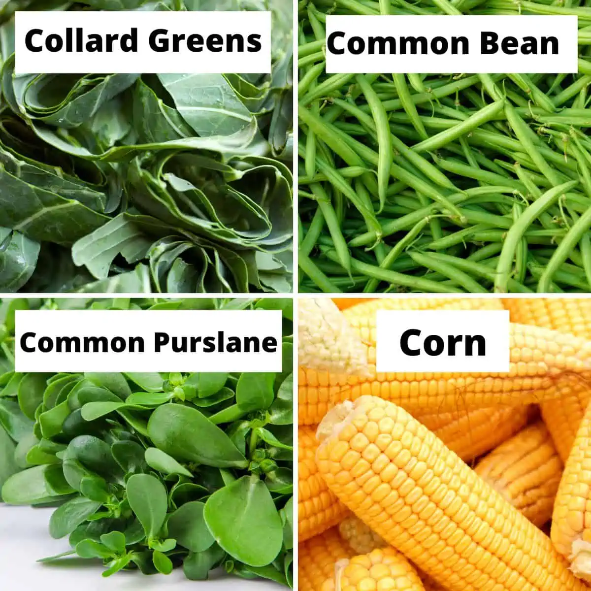 Vegetables that Start with C: Collard greens, green beans, common purslane, corn.
