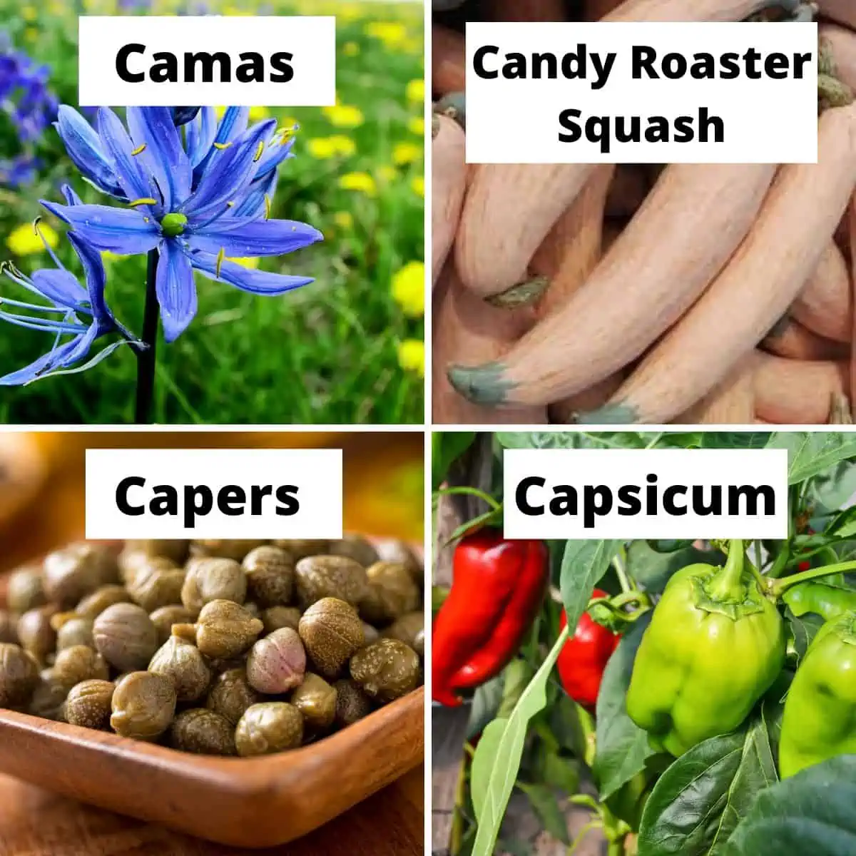 Camas, candy roaster squash, capers, capsicum. 