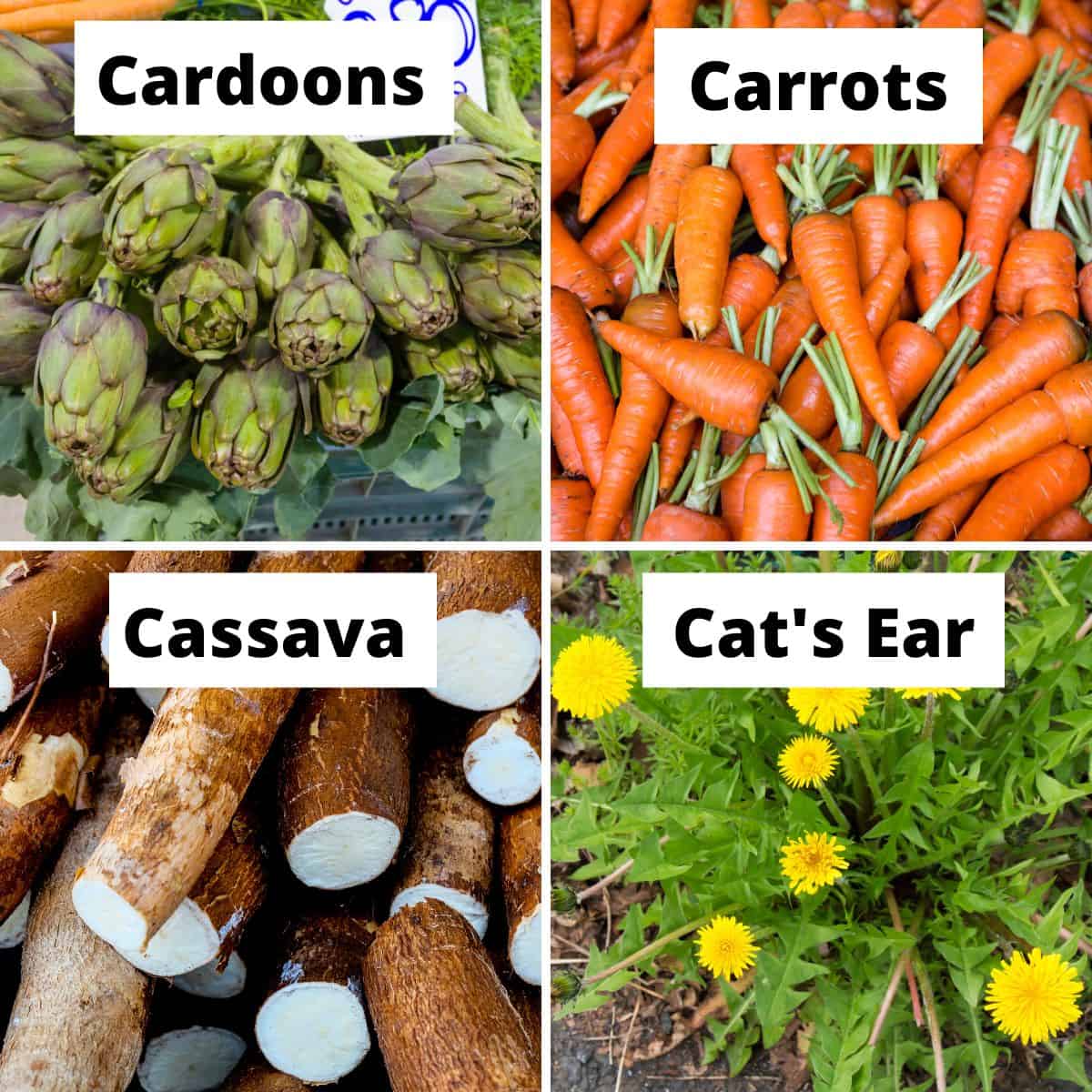 Vegetables that Start with C: cardoons, carrots, cassava, cat's ear.
