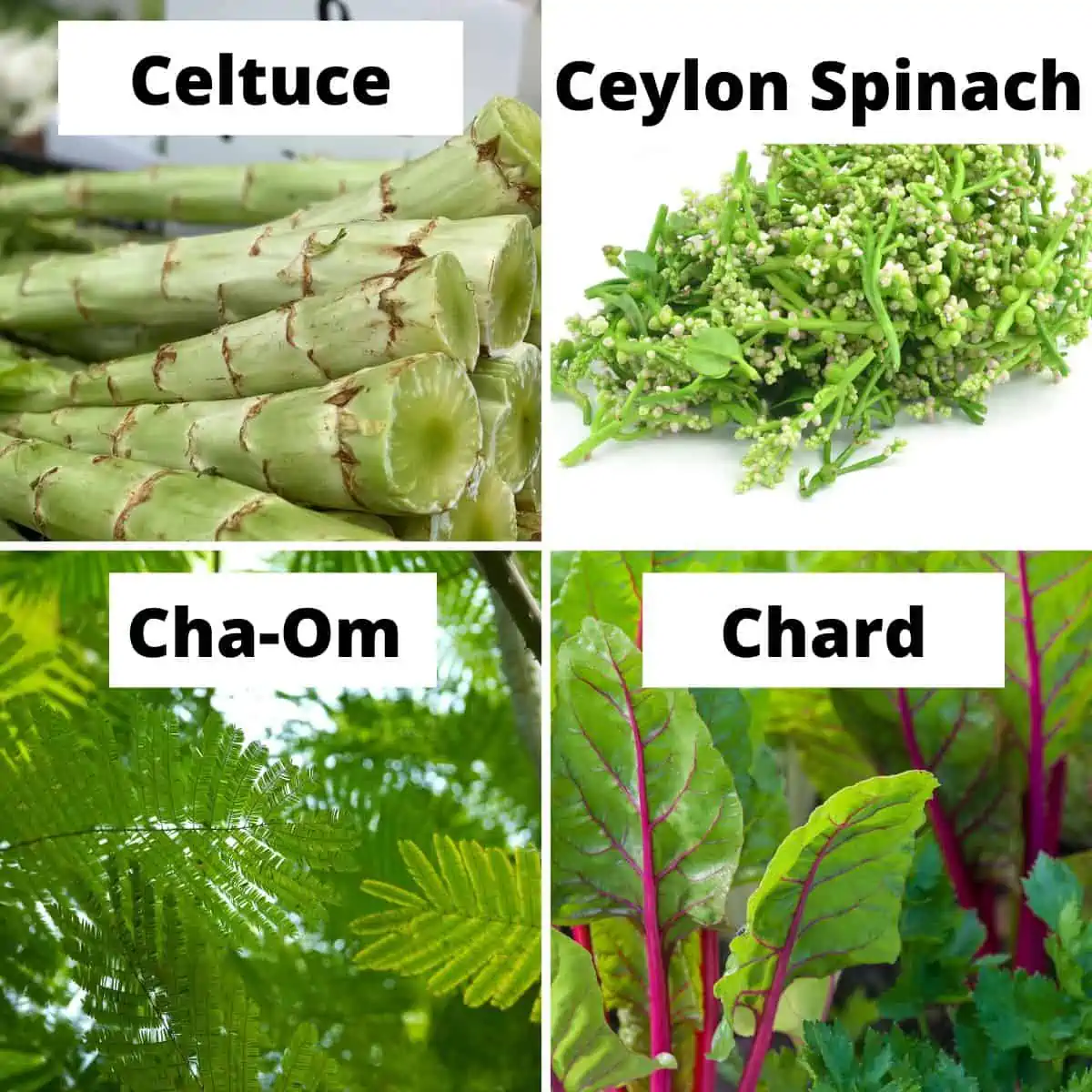 Celtuce, ceylon spinach, cha-om, chard.

