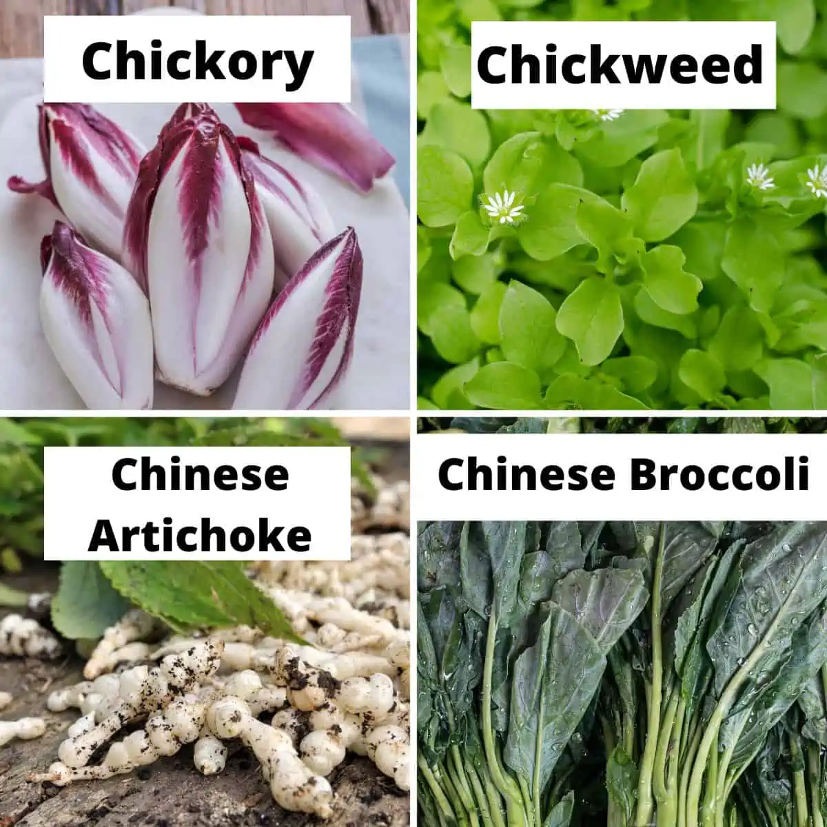 Chickory, chickweed, Chinese artichoke, Chinese broccoli. 
