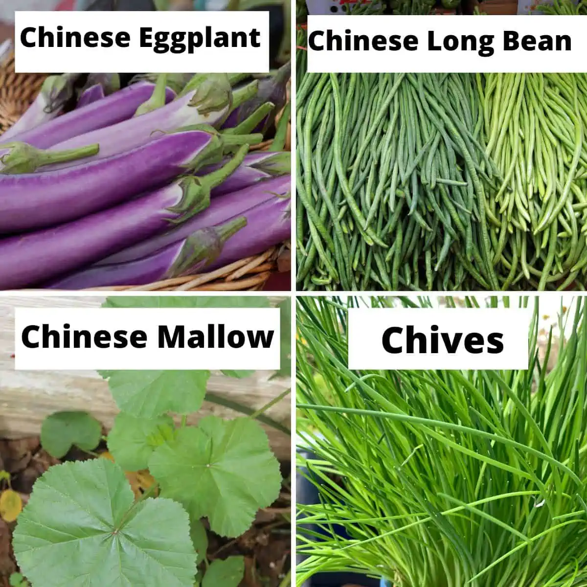 Chinese eggplant, Chinese long bean, Chinese mallow, chives. 