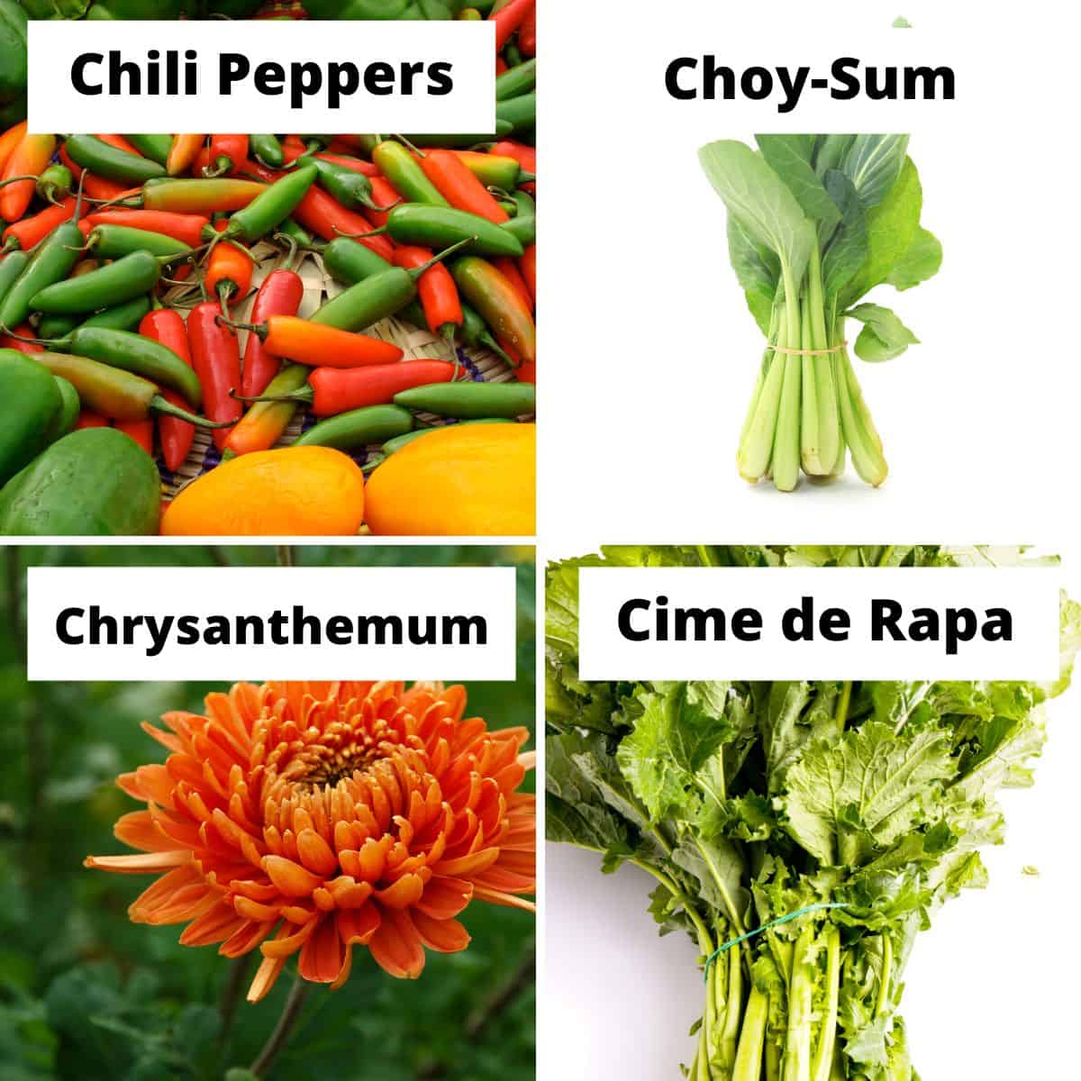 Vegetables that start with C: Chili peppers, choy-sum, chrysanthemum, cime de rapa.
