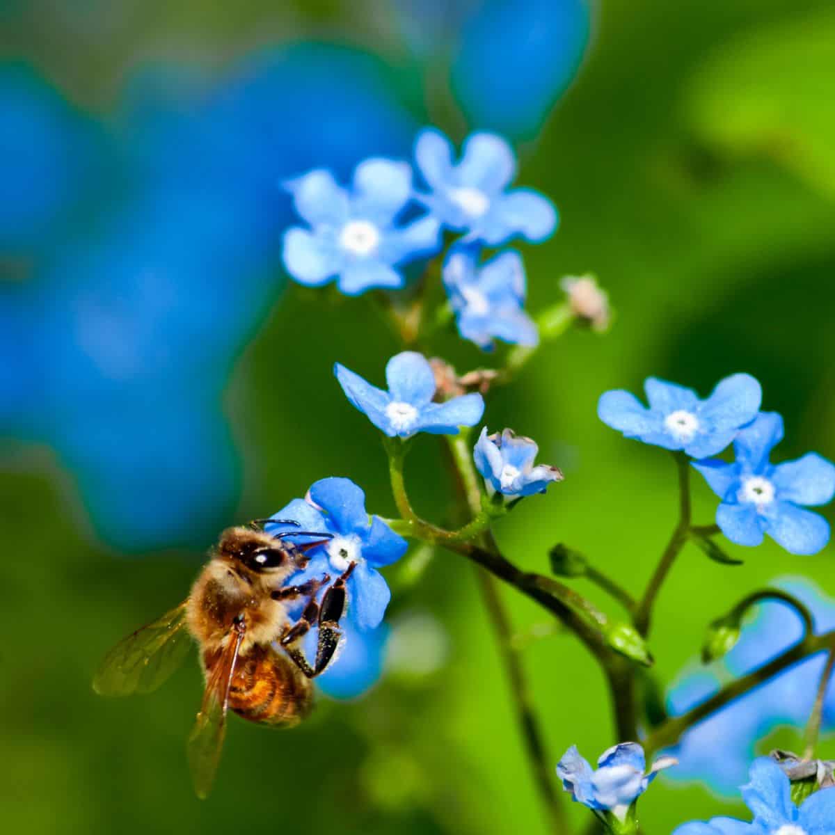 Bee drinking nectar from blue flower.
