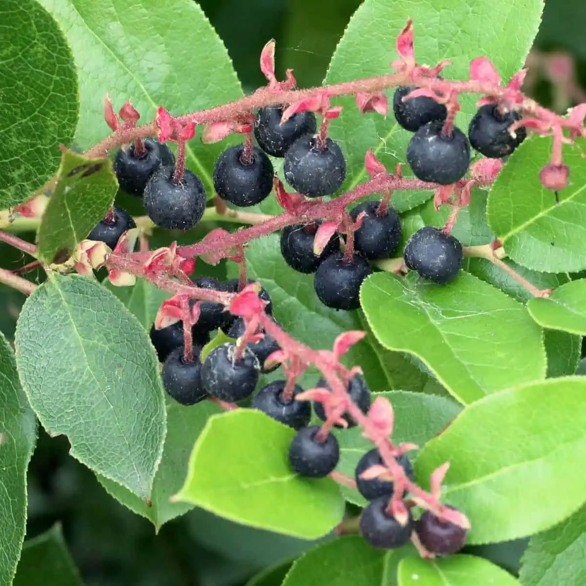 Salal berries on vine. 