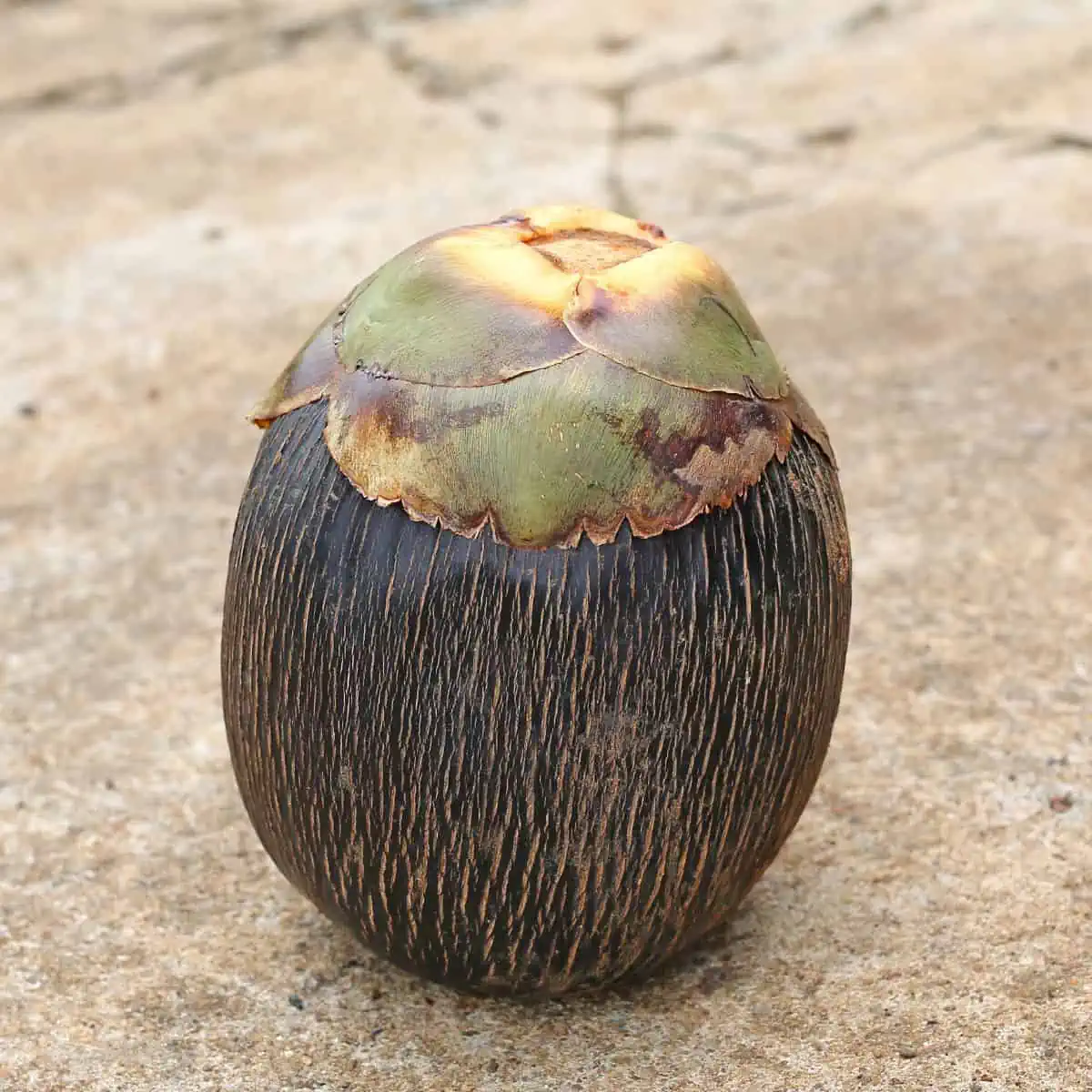 Sugar palm fruit. 