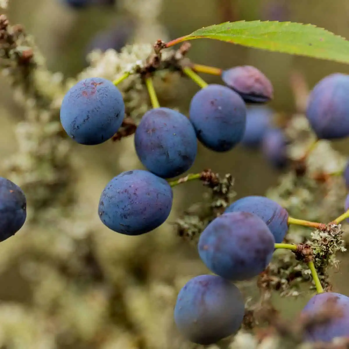Sloe berries on vine. 