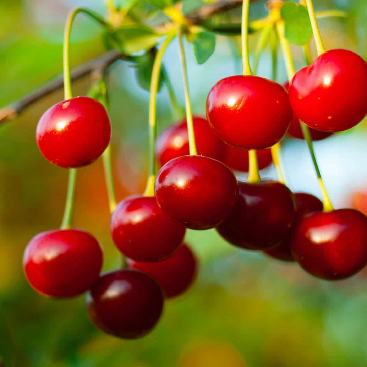 Sour cherries on tree.
