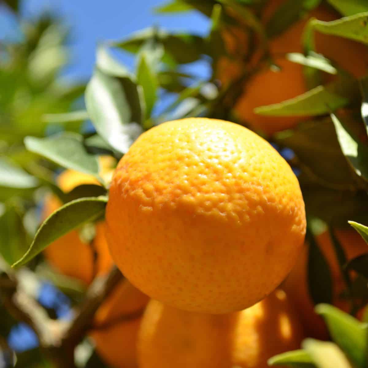 Seville oranges on tree.