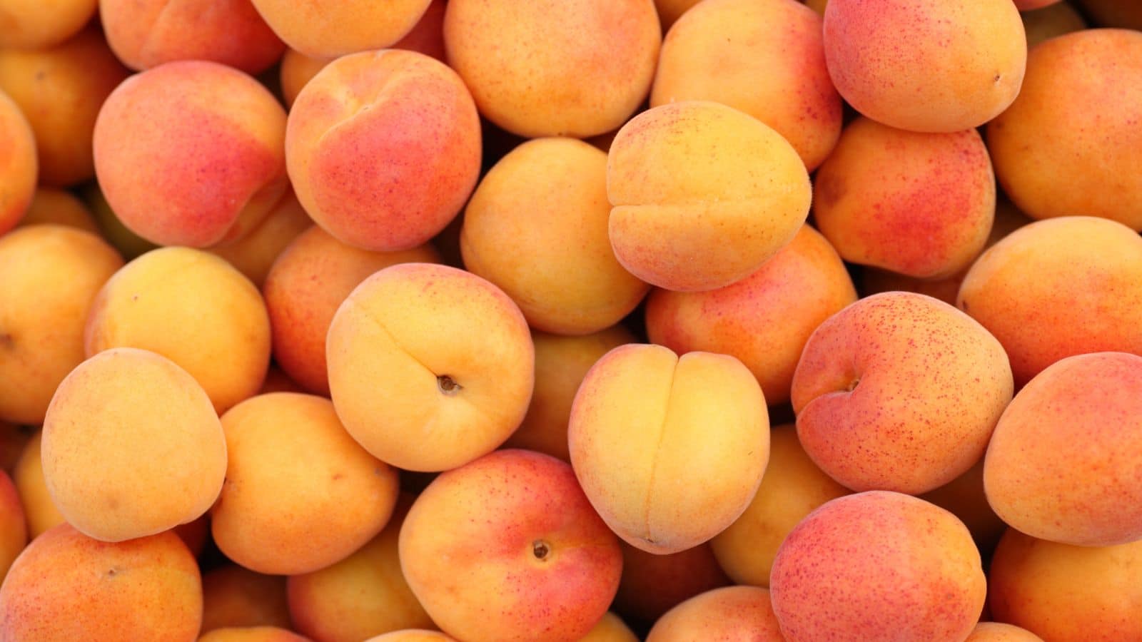 Apricots.
