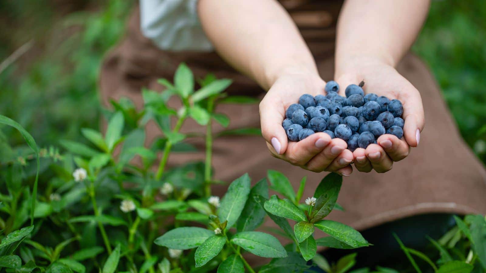 Hands holding a bunch of blueberries. 