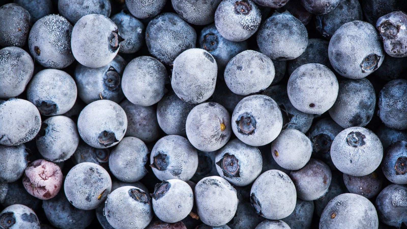Close up of frozen blueberries.