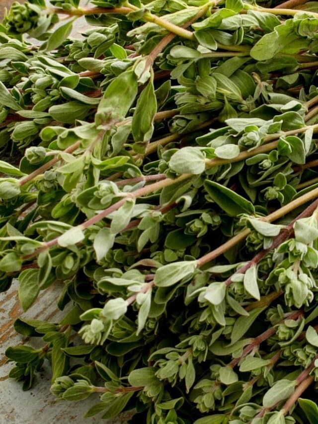 Secrets to Preserving Fresh Herbs