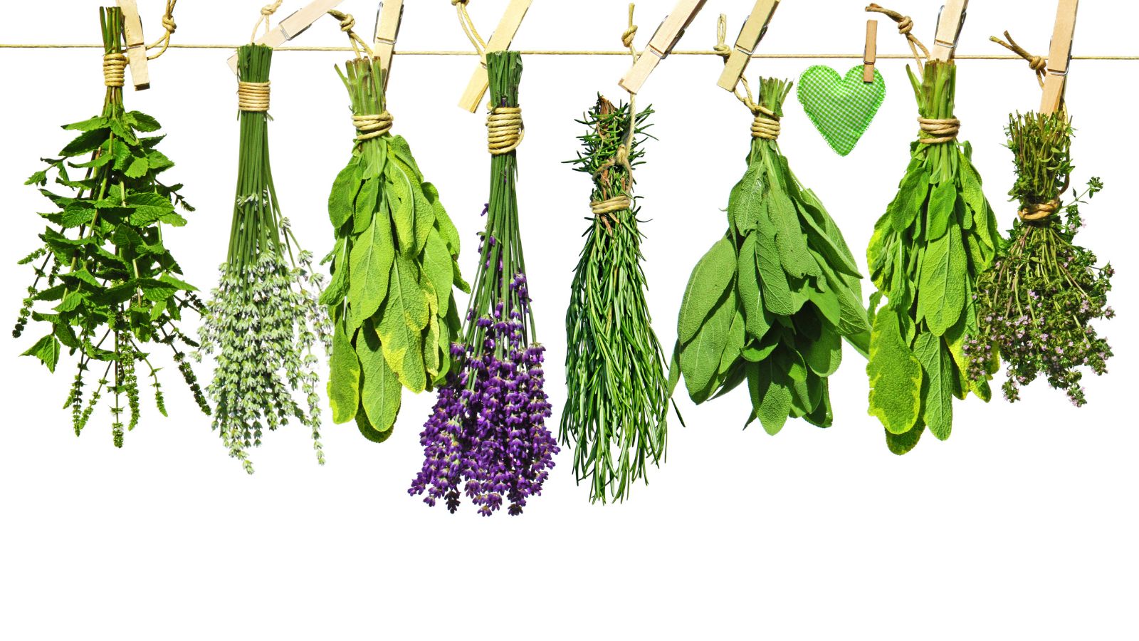 Fresh herbs hanging from a clothesline.
