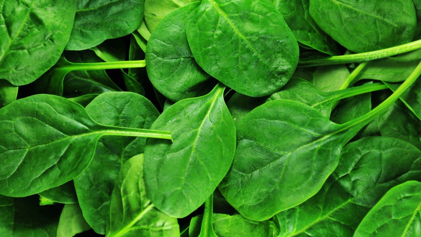 Fresh spinach leaves.
