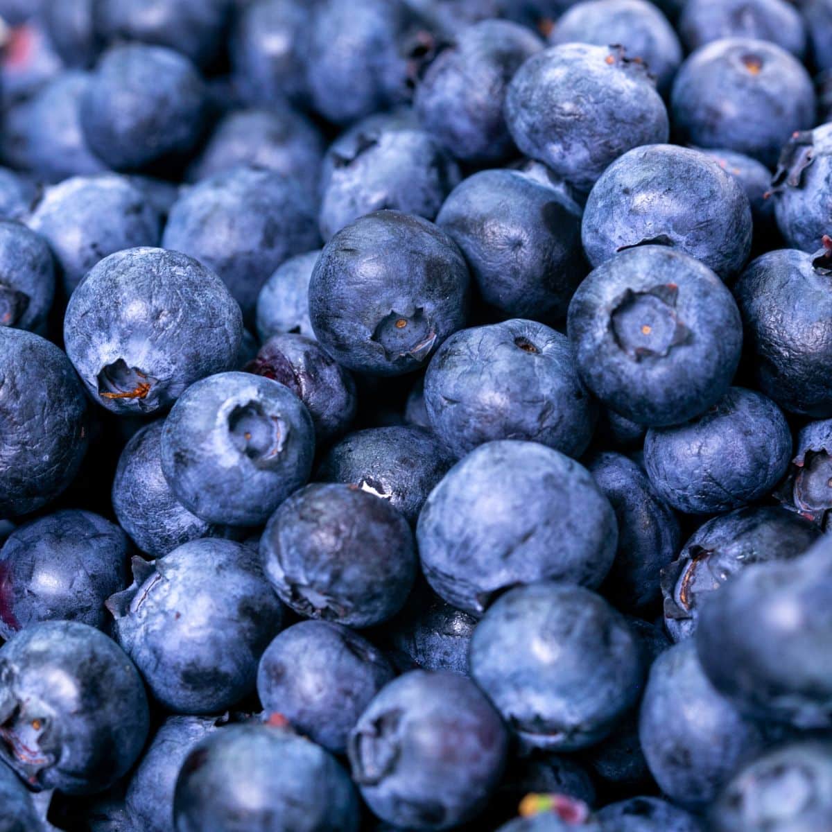 Close up of blueberries.