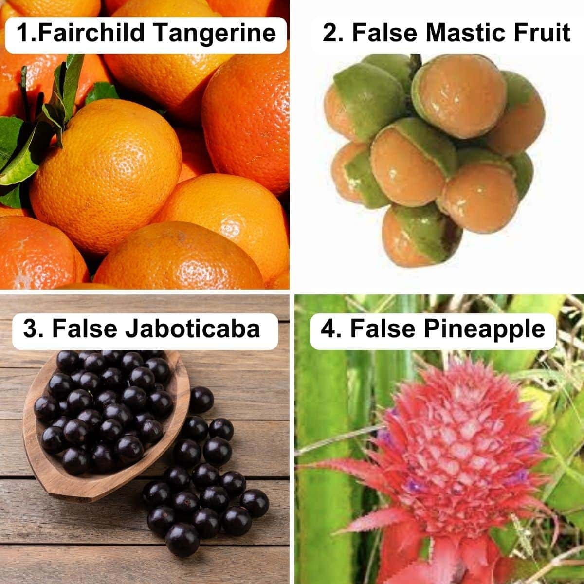 Fairchild tangerine, false mastic fruit, false jaboticaba, false pineapple.