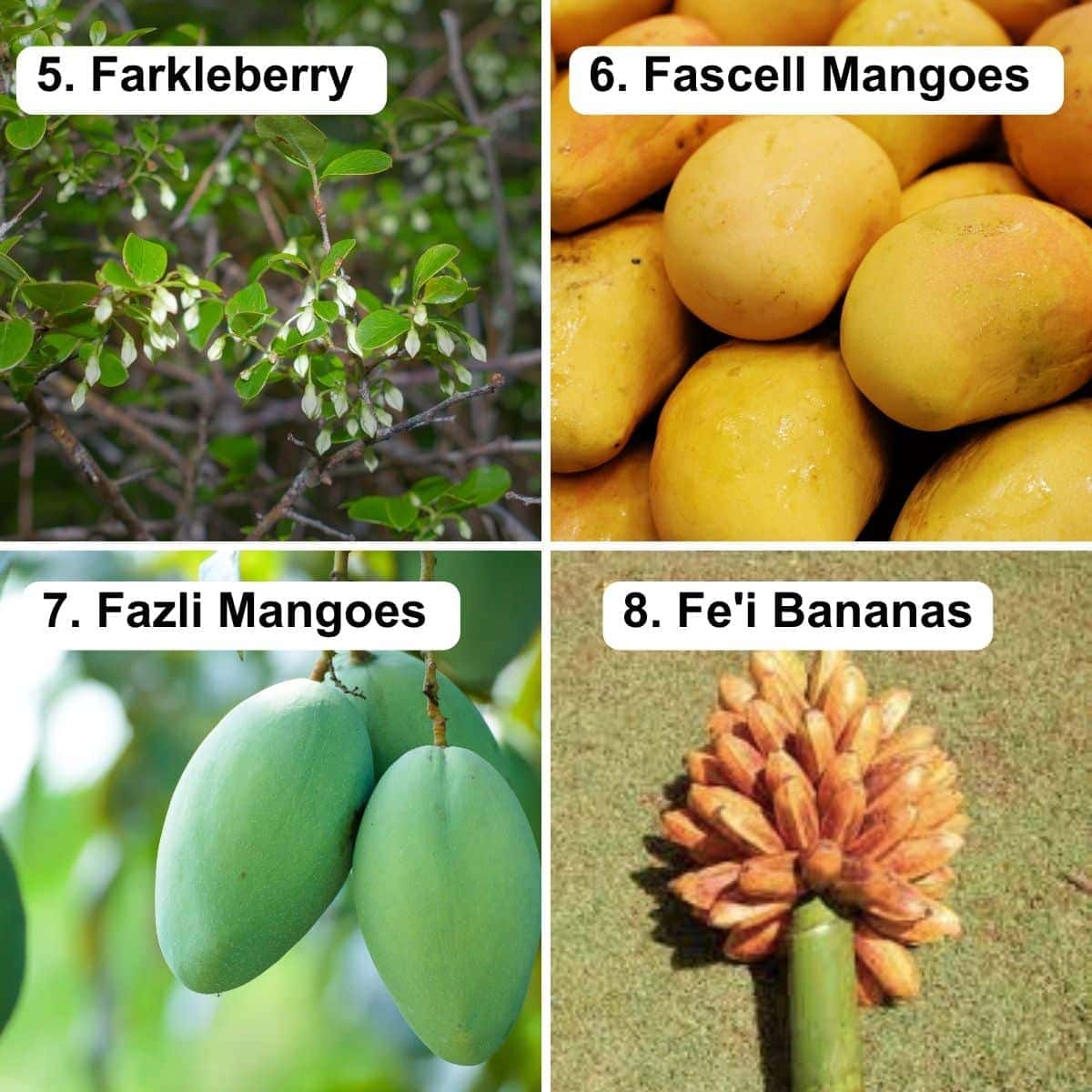 Farkleberry, fascell mangoes, fazli manoges, fe'i bananas.