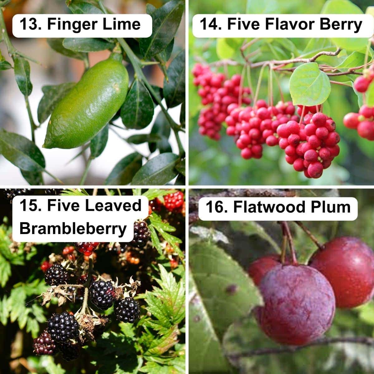 Finger lime, five flavor berry, five leaved brambleberry, flatwood plum.